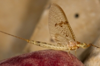 *(17100) Une femelle phmre adulte (phmroptre - Ephemeridae - Ephemera glaucops)